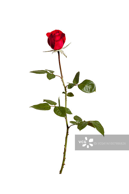 红玫瑰的正面全貌图片素材
