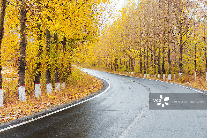 潮湿的道路两旁是秋天的树木图片素材