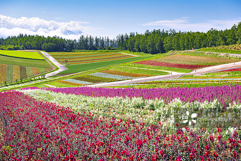 日本北海道，别城，Shikisai No Oka Flower Garden in Summer图片素材