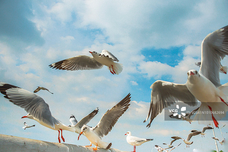 低角度的海鸥在天空中飞行，泰国图片素材