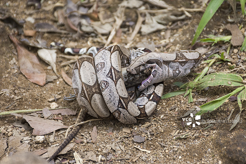 巴西里约热内卢的蒂茹卡森林国家公园，蟒蛇正在捕食猎物蜥蜴图片素材
