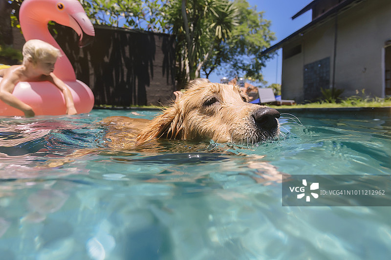 狗在游泳池游泳图片素材