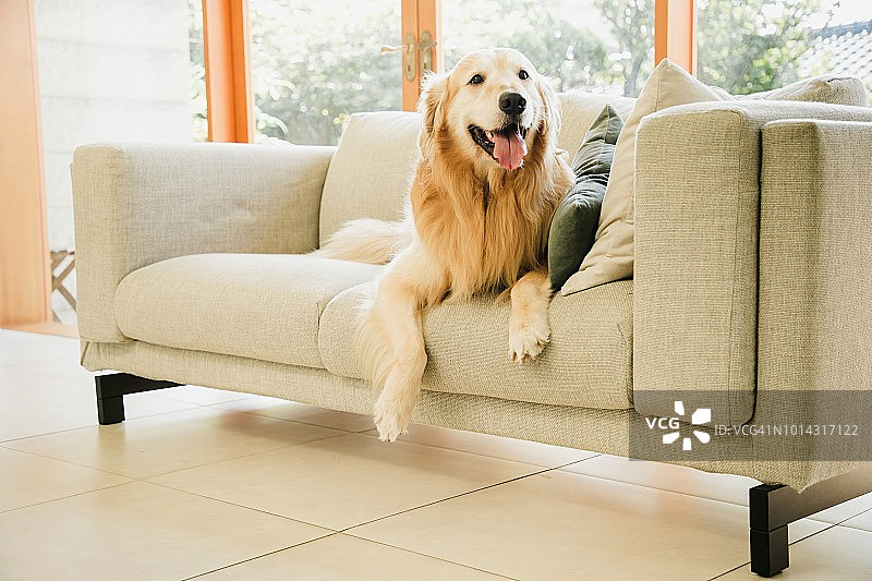 一只金毛猎犬坐在客厅的沙发上图片素材