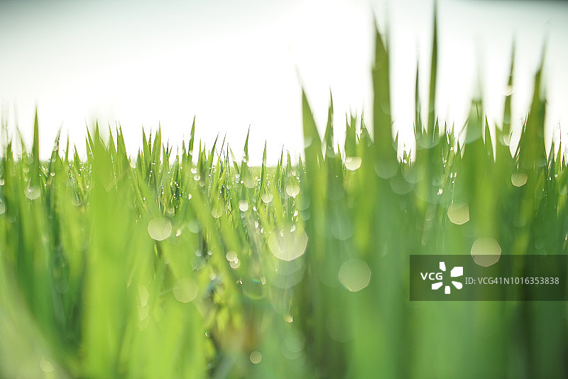 露珠在明亮的绿色水稻幼苗的背景图片素材