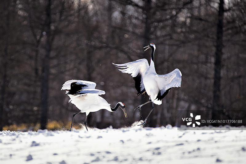 冬季，日本北海道钏路，鹤井伊藤丹町鹤保护区，两座日本红冠鹤在雪山上跳舞图片素材
