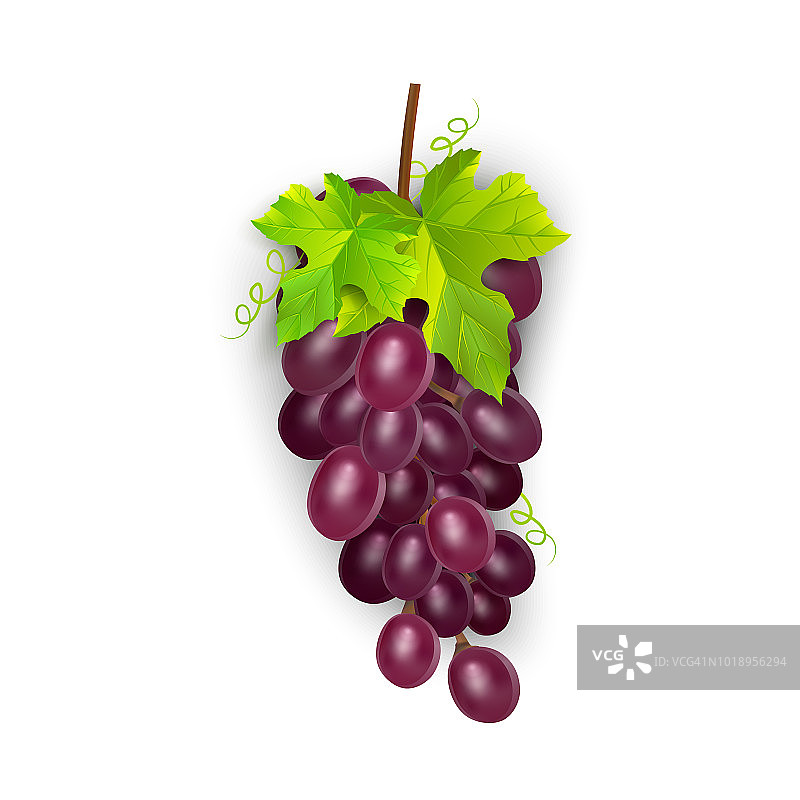 红色的鲜食葡萄，酿酒葡萄。新鲜水果，三维矢量图标设置。一串成熟的葡萄，向量eps 10图片素材