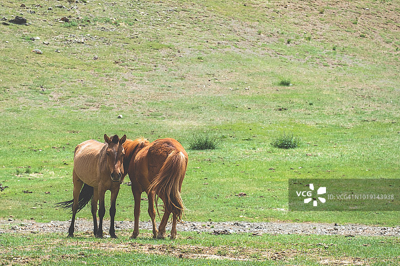 蒙古大草原上的野马。图片素材