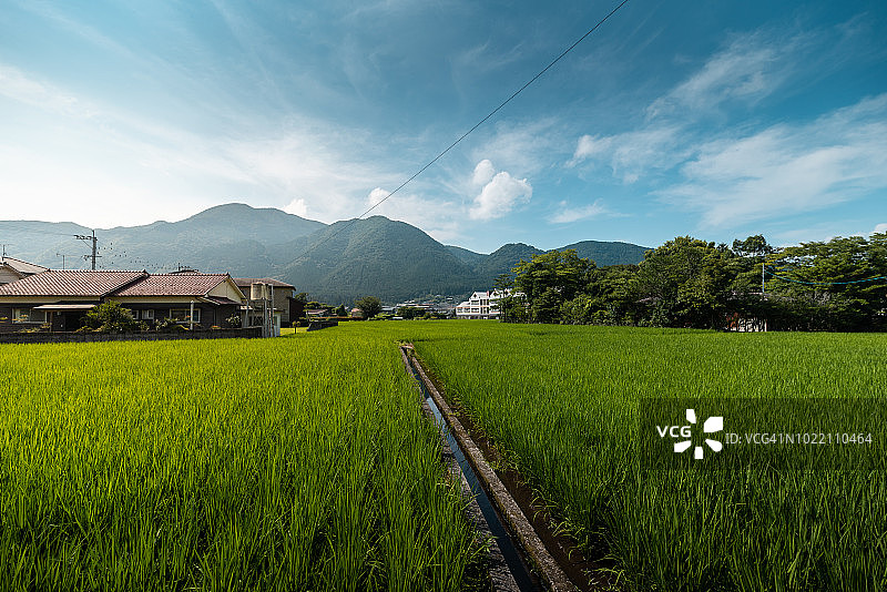 日本九州Ōita县玉福临镇的绿色稻田风光图片素材
