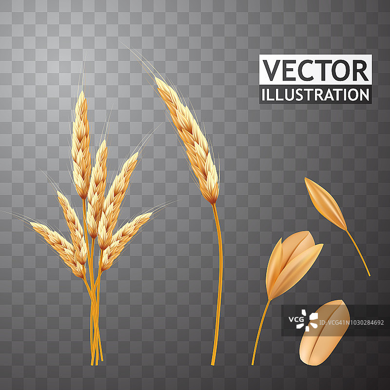 小麦穗和种子分离。农业粮食。向量eps10图片素材