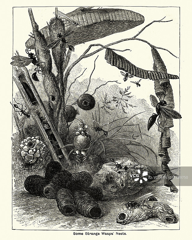 黄蜂和它们的巢穴，19世纪图片素材