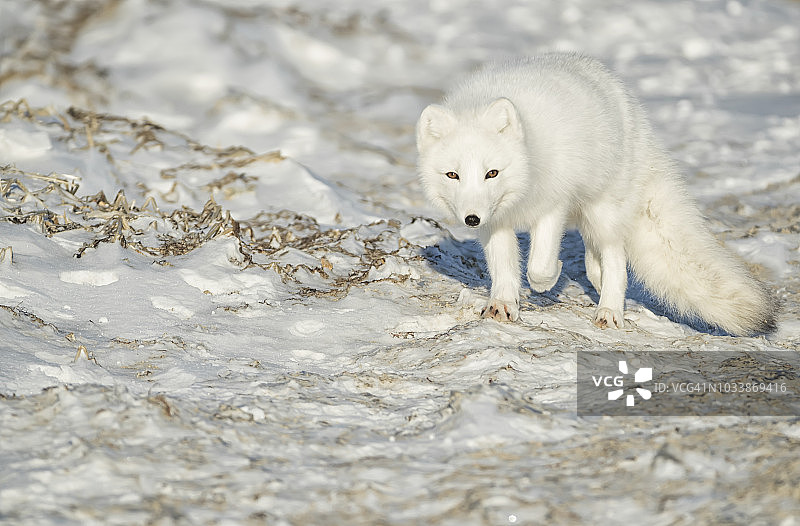 在雪中行走的北极狐图片素材