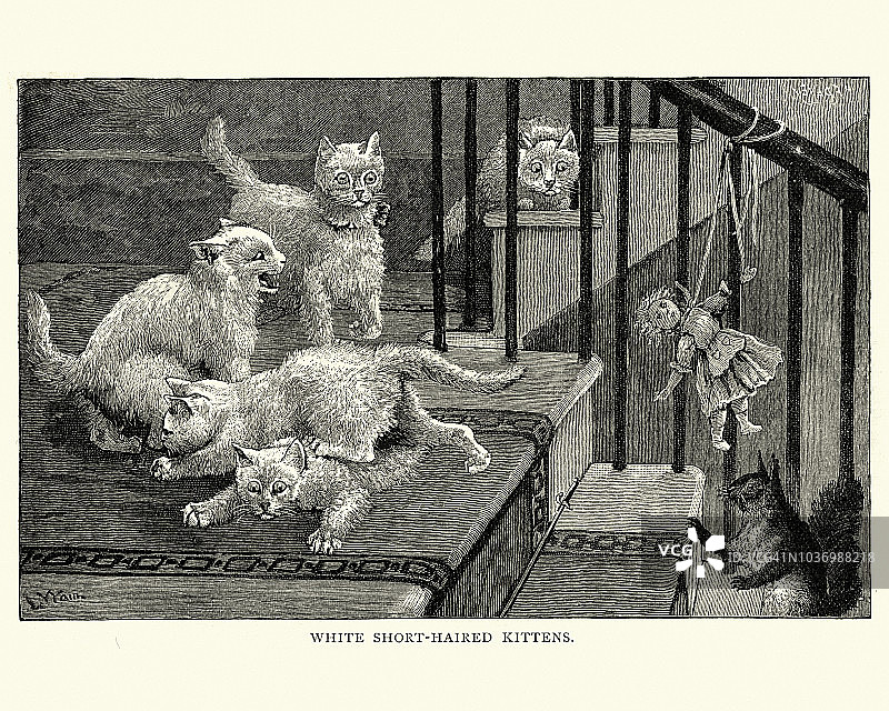 白色短毛小猫与松鼠和洋娃娃图片素材
