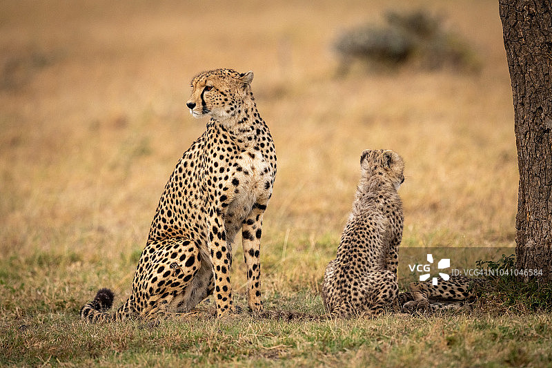 猎豹和幼崽面向不同的方向坐着图片素材