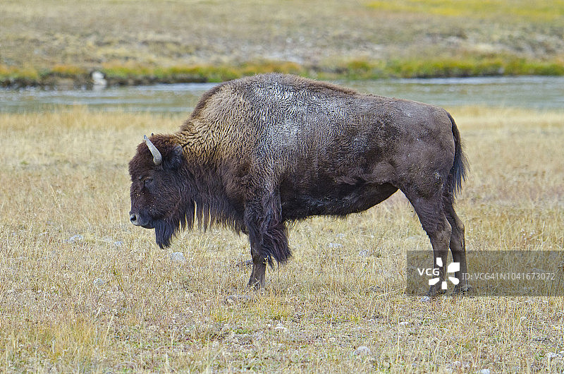 怀俄明州，黄石国家公园野牛，沿着喷泉平坦大道图片素材
