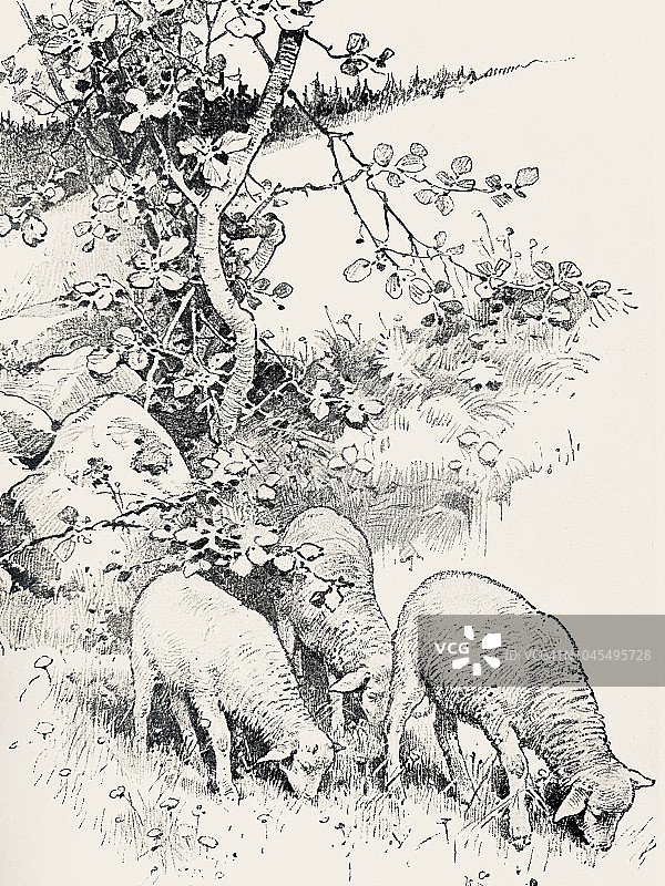 绵羊在草地上吃草图片素材