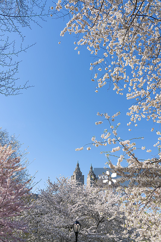 4月24日，在美国纽约中央公园，盛开的樱花映入眼帘。图片素材