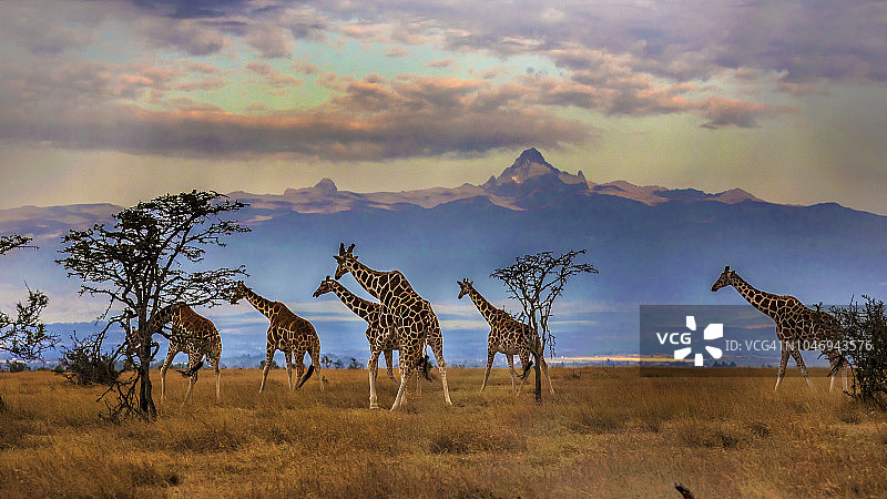 肯尼亚山前的一群网状长颈鹿图片素材