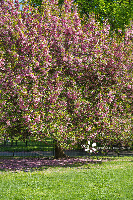 2018年5月8日，美国纽约大草坪中央公园，樱花和绿树在阳光的照射下生长。图片素材
