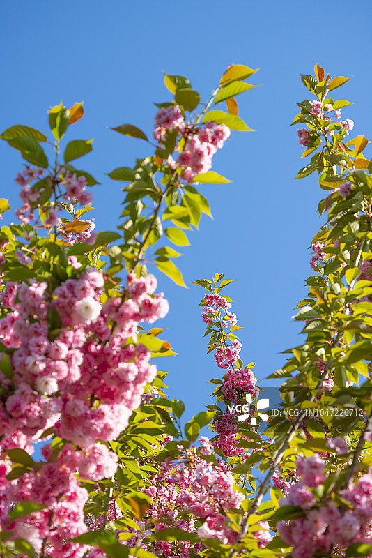 2018年5月8日，在美国纽约大草坪中央公园，樱花在阳光的照射下生长。图片素材