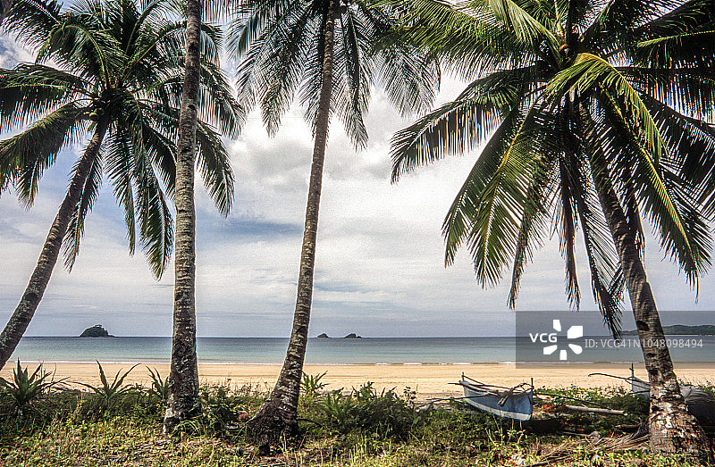 菲律宾，巴拉望的椰子树图片素材