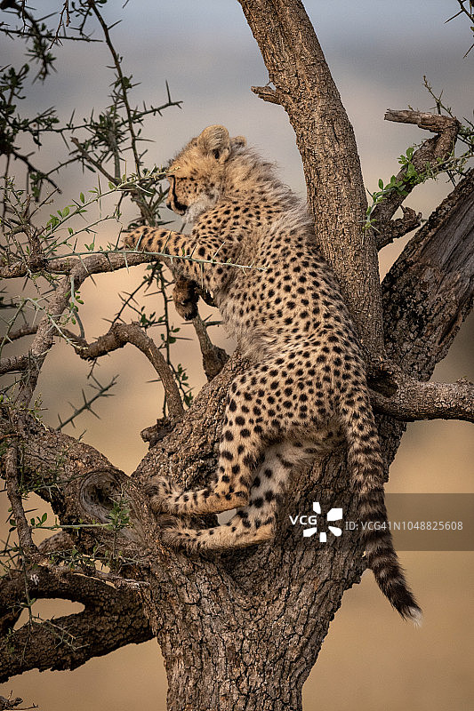 猎豹幼崽用后腿站在树上图片素材