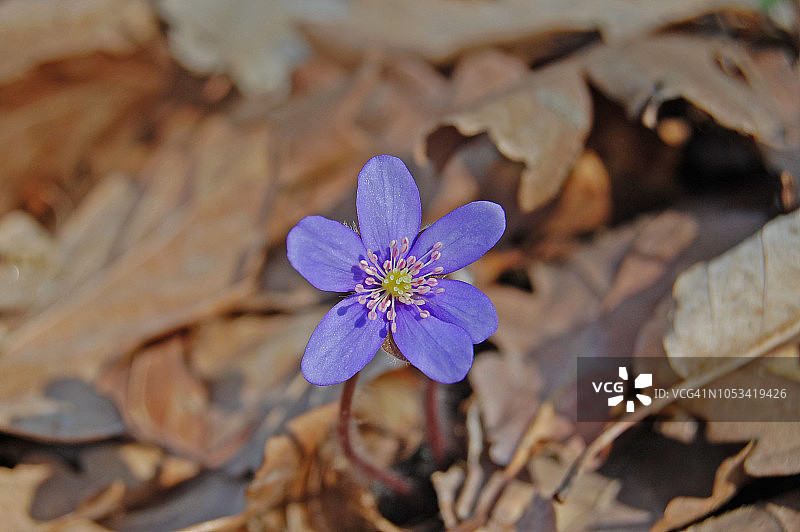 紫罗兰花，在叶中，微缩摄影，秋天图片素材