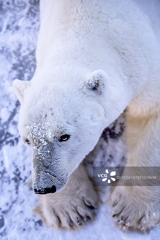 一只野生北极熊在冰冷的水面上休息的特写图片素材