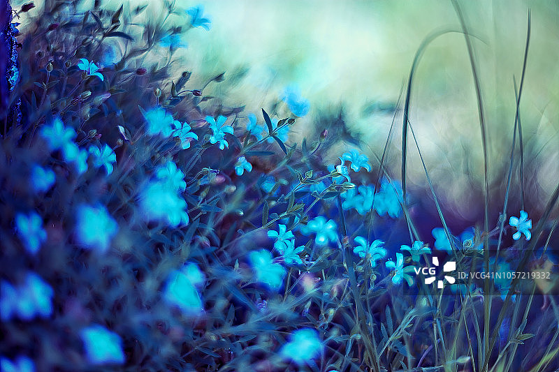 许多蓝色小花的侧视图图片素材