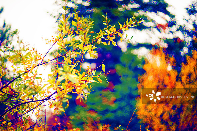 秋季植物场景图片素材