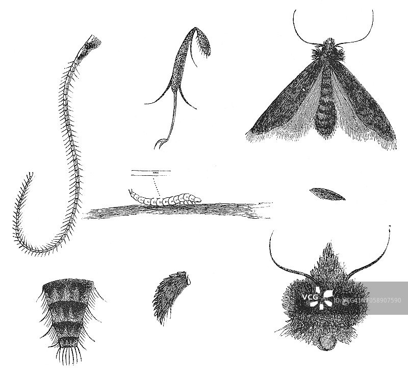 尖斑癣蛾昆虫的详细资料图片素材