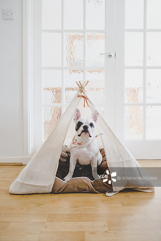 花衣法国斗牛犬小狗在一个手工搭建的帐篷里休息图片素材