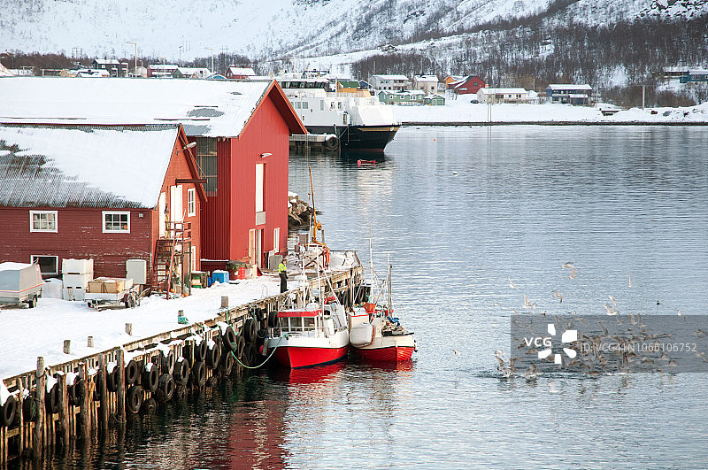 挪威北部Øksfjord港的一位渔民图片素材
