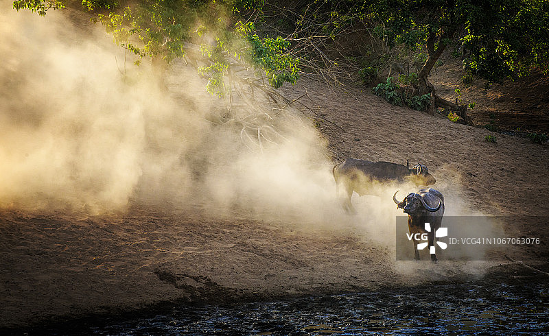 津巴布韦，法力池，奇塔克泉的两只水牛和发光的灰尘图片素材