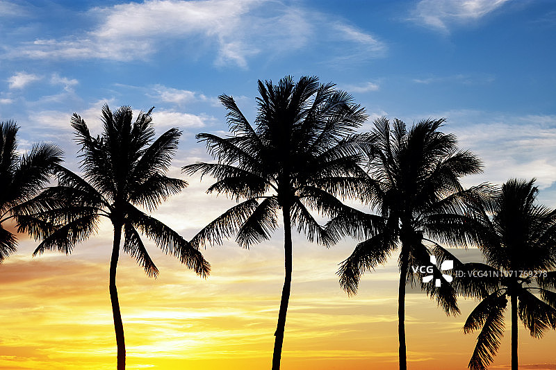日落椰子树的剪影图片素材