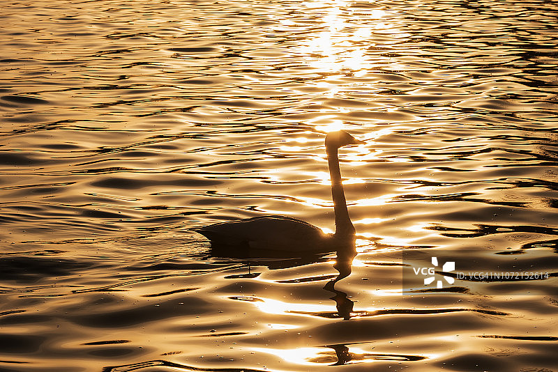夕阳中的天鹅在湖里游泳图片素材
