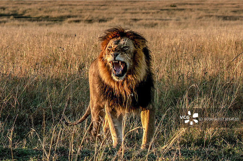 狮子咆哮的肖像，马赛马拉，肯尼亚图片素材
