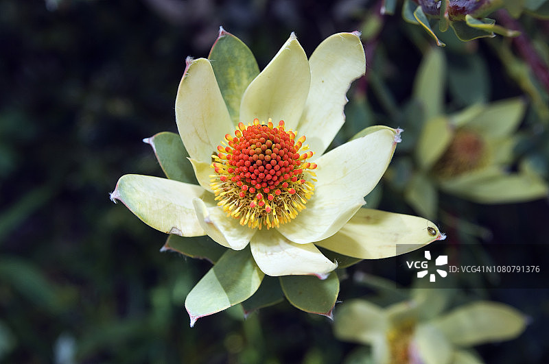 变色花，是Proteaceae科的一种植物图片素材