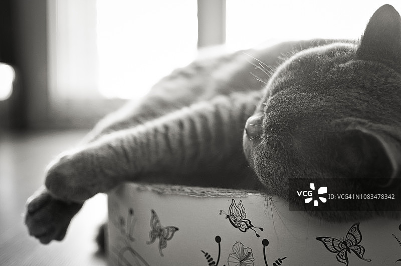 英国短毛猫在梦幻般的灯光下睡在猫床上图片素材