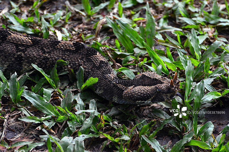 犀牛毒蛇（比蒂斯·纳西科尼斯）图片素材
