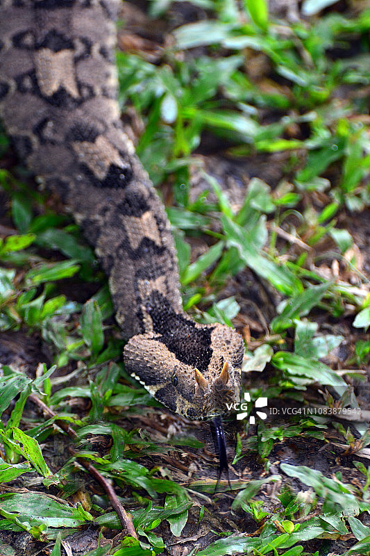 犀牛毒蛇（比蒂斯·纳西科尼斯）图片素材