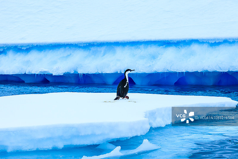 南极洲的蓝眼睛长毛图片素材
