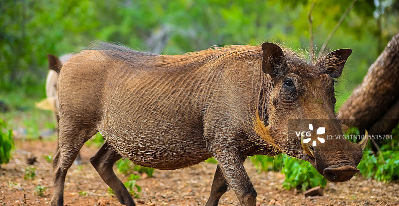 野生非洲疣猪的特写图片素材