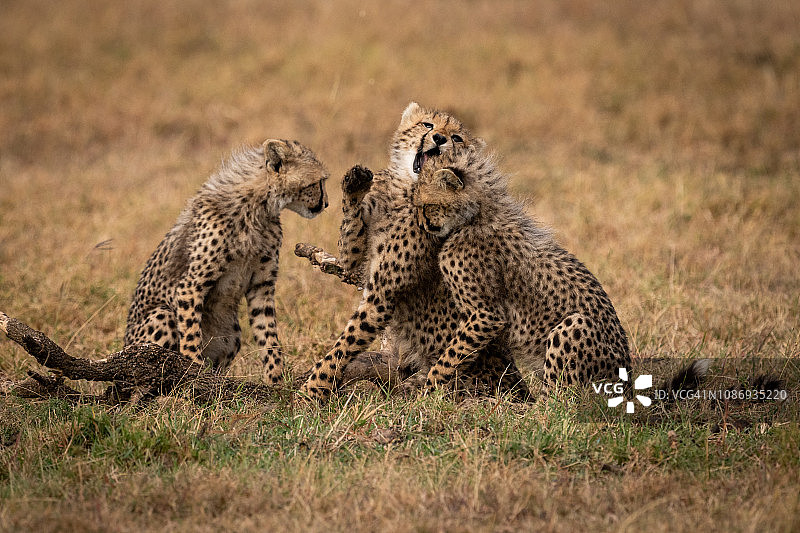三只小猎豹在草地上嬉戏图片素材