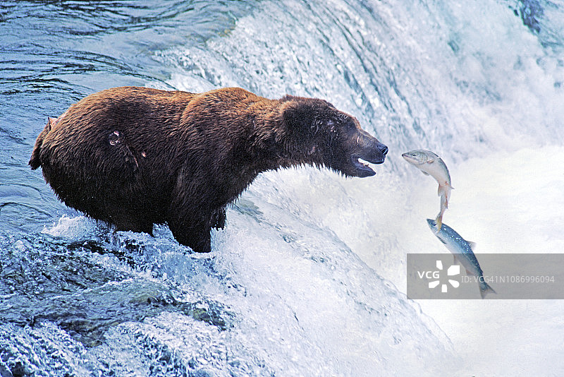 灰熊在瀑布顶上钓鲑鱼图片素材