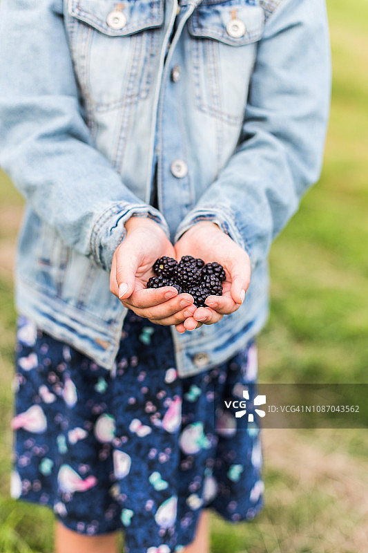 英国，一个女孩站在花园里，手里拿着刚摘下来的黑莓图片素材