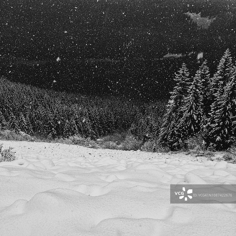白雪皑皑的森林景观，俄勒冈冬季图片素材