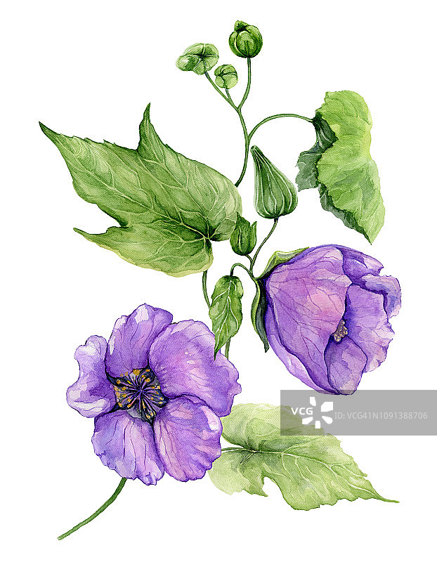 美丽的紫色苘麻花长在茎上，绿叶孤立在白色的背景上。水彩画图片素材