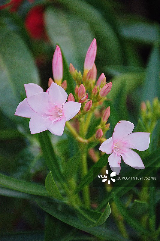 泰国户外鲜花盛开的特写图片素材