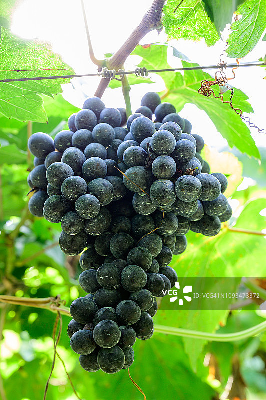 泰国Ratchaburi，葡萄藤上的新鲜葡萄。图片素材
