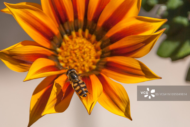 盘旋在一朵Gazania花上的食蚜蝇图片素材